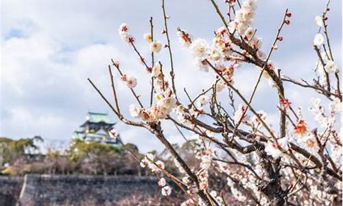 日本大阪天气预报7天_日本大阪天气